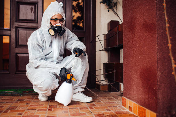 Reliable Wasp Removal contractor in St. Paul, MO by Show Me Pest Control